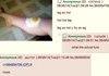 Howtobasic browses 4chan