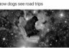 How dogs see road trips
