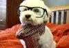 hipster pup