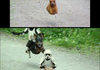 Hover dogs