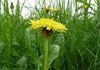 Here is a dandelion