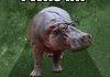hipster hippo