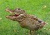 hey im an duckigator