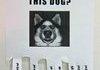Have you seen this dog ?wit