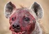 Hyena nooo, hyena yess