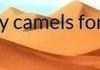 How many camels for ur gf? (check link)