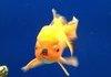 Heil Goldfish