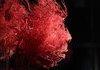 These are the blood vessels in your face