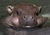 humongous precious Hippopotamus