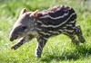 Heard you guys liked Baby Tapirs