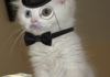 Here's a picture of a fancy cat