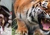 after an accident this tiger had its tooth replaced