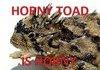 Horny Toad