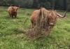 Highland Cattle comp