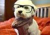 Hipster Pup