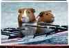 hamster olimpics . guinea pigs I am told