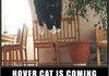 hover cat