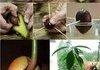 how to grow an Avocado plant