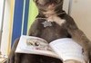 hes reading an instruction manual on how to bite better