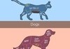 How to pet animals
