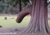 How new trees are born