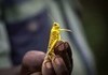 Africa Suffering From Massive Locust Plague
