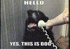 hello yes this is dog