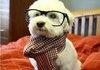 Hipster dawg