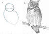 how to draw an owl.