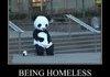 Homeless panda