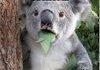 Two koala bears having a fist fight