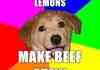 advice dog lemons