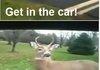 Horny Deer