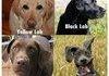 Types of Labs
