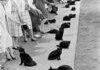 Hollywood auditions for black cat, 1961.