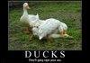 aflac!
