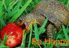 happy tortoise be happy