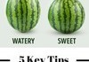 How to pick a watermelon