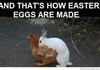 How eggs are made