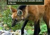 Weird Nature Facts