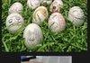 Happy Easter FJ