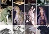 American Godzilla throughout the years