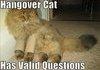 hangover cat