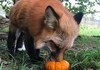 Halloween foxos, very spooky