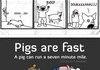 what pigs can do