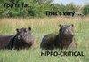 Hippo-Critical
