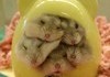Hamster  piles