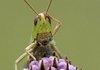 High Grasshopper