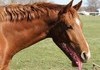 horses with dog mouths
