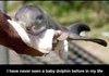 Have you seen a baby Dolphin before?